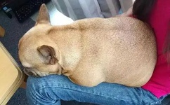 秋葵黄app下载汅api免费网址